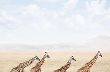 serengeti, ngorongoro & tarangire 5days private tour