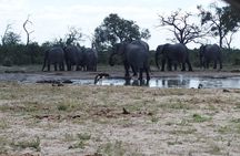 5 days Kasane to Maun Safari (Kasane, Chobe, Khwai, Moremi, Maun)
