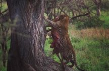 serengeti, ngorongoro & tarangire 5days private tour