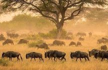 3 days fly in safari