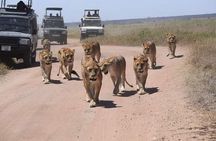 tarangire & ngorongoro 2 days tour