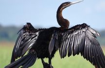 Sunset Cruise & Game Drive Combo Experience - MINIMUM 2 PEOPLE