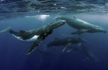 Samana Full-Day Tour with Whale Watching and Horse Riding
