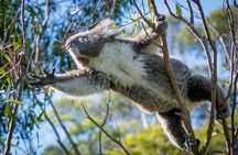 Great Ocean Road, 12 Apostles, Rainforest & Morning Tea-Melbourne