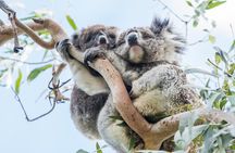 Great Ocean Road Grampians 3 Day National Park Tour Melbourne Roundtrip