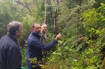 Coast and Rainforest Eco-Tour from Auckland with Lunch