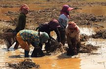 1day Private tour, Angkor sunrise,all main temples, Banteay srei 