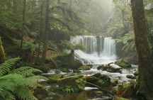 Hobart: Mt. Field, Mt Wellington & Wildlife - Active Day Tour