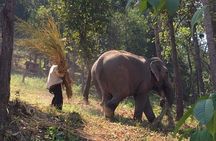 One day Elephants in Nature Experience & Grand Canyon Jumping