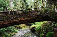 Private Guided Rainforest Hike in Victoria
