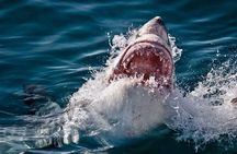 SHARK CAGE DIVING and VIEWING (Incl. transfers from Cape Town)
