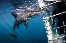 SHARK CAGE DIVING and VIEWING (Incl. transfers from Cape Town)