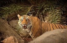Private 3-Day Ranthambhore Tiger Tour from Agra ending in Jaipur
