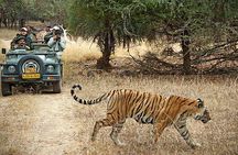 Private 3-Day Ranthambhore Tiger Tour from Agra ending in Jaipur