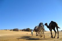 Camel Ride on the Beach of Essaouira
