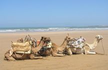 Camel Ride on the Beach of Essaouira