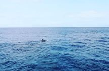 Catamaran Tour Sal