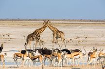 Taste of Namibia Safari - 8 Days