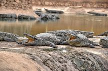 Visite the Crocodiles Park and Botanic garden