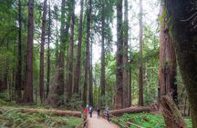 Mix & Save: Muir Woods and Sausalito + Escape From the Rock Cruise