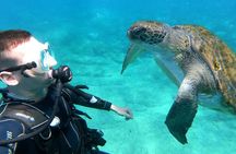 First-Time Scuba Dive – Turtle Habitat, Small Groups, Costa Adeje