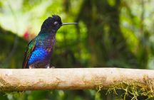 Rainforest Wildlife, Panama Hat makers, Traditional Cuisine. SHORE TOUR