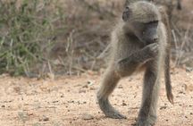 Kruger National Park Day Trip