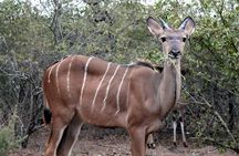 Kruger National Park Day Trip
