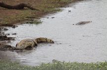 Kruger National Park Day Trip