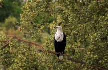 Kruger National Park Day Trip