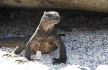 4-Day Galapagos Experience: Los Tuneles, Bay Tour + extra night