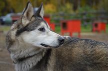 Mush Your Own Sled Dog Team