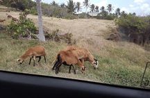 Barbados "Sweet Deal" Scenic Tour