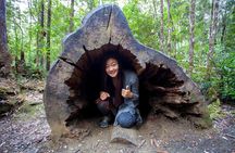 Tahune Airwalk & Hastings Cave Active Day Tour from Hobart