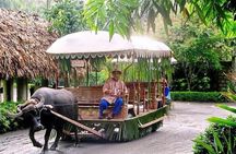 Villa Escudero Coconut Plantation Day Trip from Manila