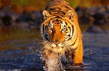 7 Day Golden Triangle with Ranthambore Tigers Taj Sunrise/Sunset