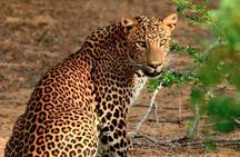 2 days yala National Park From Colombo with of Jeep Safari 