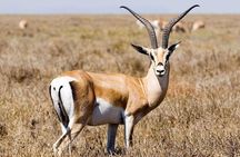 5 Day Mid range Tanzania Safari 