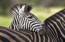 5 Day Mid range Tanzania Safari 