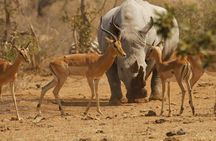 5 Day Mid range Tanzania Safari 