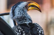 11 days South Africa tour(good for group) 