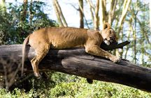 Day trip to lake Nakuru national park