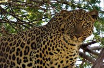 Full-Day Kruger National Park Safari
