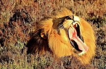 2 Day Wild Heart Western Cape Safari Tour with Private Transfers 