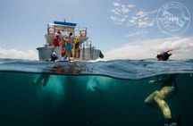 Snorkeling at Catalina Islands & North Island - CR