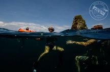 Snorkeling at Catalina Islands & North Island - CR