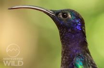 Birdwatching tour at the Cloud Forest -Monteverde Wild-