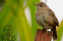 Birdwatching tour at the Cloud Forest -Monteverde Wild-