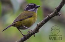 Birdwatching tour at the Cloud Forest -Monteverde Wild-