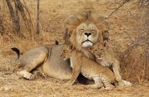 2 Days Tarangire and Ngorongoro Safari from Zanzibar